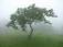 वल्ली's picture